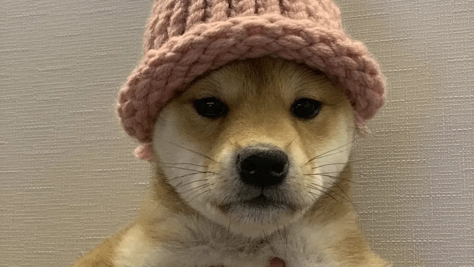 Dogwifhat (WIF)